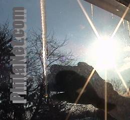 Icicle Hunting